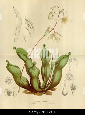 Heliamphora nutans - Flore des Serres et des Jardins de l'Europe 1875. Stockfoto
