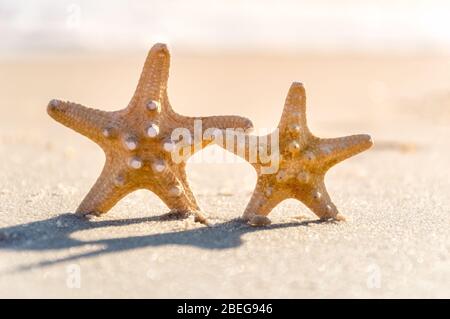 Große und kleine Seesterne an einem Strand. Ein paar Seesterne, die an sonnigen Tagen auf goldenem Sand in der Nähe des Meeres stehen. Romantisches Sommerferienkonzept. Sommerwallp Stockfoto