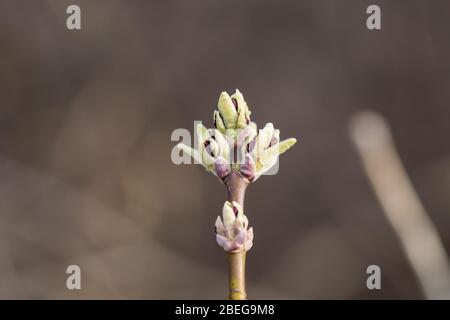 Box Elder Ahorn Blüten Knospen Eröffnung im Frühling Stockfoto