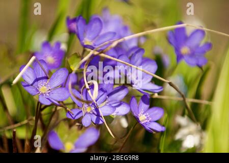 Frühling Flieder Blumen auf dem Rasen Stockfoto