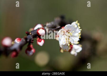 Kirschsakura auf einem Baum im Frühjahr Stockfoto