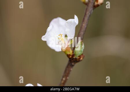 Nanking Kirsche Blumen in Blüte im Frühling Stockfoto