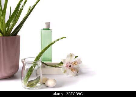 Aloe Vera Pflanze in Topf, frischer Stamm auf weißem Hintergrund. Haut, Schönheit, Spa-Therapie-Konzept. Banner, Hintergrund der Pflanze Stockfoto