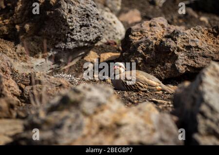 Ein nene Vogel in seinem Lebensraum in der Nähe des Haleakala National Park, Maui, Hawaii Stockfoto