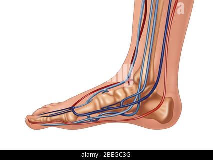 Anatomie des Fußes, Illustration Stockfoto