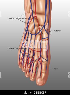 Abbildung die Anatomie des Fußes einschließlich Haut, Knochen, Arterien (rot) und Venen (blau). Die Zehen bestehen aus den Phalanx-Knochen (Phalanges), zwei für die große Zehe (unten rechts) und drei für die anderen. Mittelfußknochen verbinden die Phalanges mit den Tarsalknochen. Die Tarsalknochen umfassen die Keilbein-, Quader- und Fersenknochen. Diese Knochen artikulieren mit den Unterschenkelknochen, der Fibula und der Tibia (Schienbeinknochen), um den Knöchel zu bilden. Stockfoto