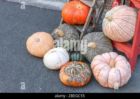 Verschiedene Erbstück Kürbisse verschüttet auf dem Display Stockfoto