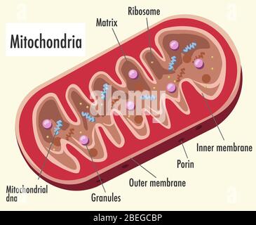 Mitochondrien, Illustration, Beschriftet Stockfoto