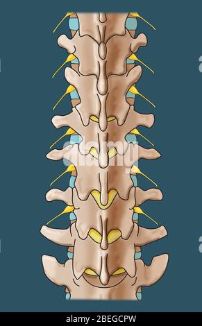 Anatomie Der Lendenwirbelsäule, Illustration Stockfoto