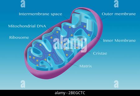 Mitochondrien werden als das Kraftpaket einer Zelle betrachtet. Ein Mitochondrion ist eine Organelle, die am biochemischen Prozess der Atmung und der Energieerzeugung beteiligt ist. Stockfoto