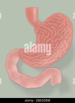Magendarstellung Stockfoto