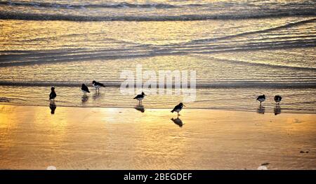 Austernfischer fressen am Ufer in der Abenddämmerung Stockfoto