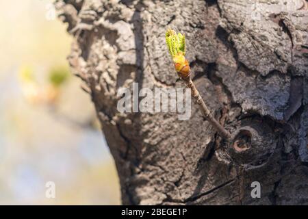 Erste grüne Blätter von Kastanienästen mit Sonnenlicht auf dem Hintergrund des Cortex. Natur Stockfoto