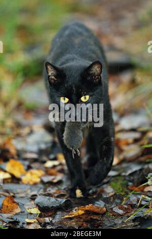 Schwarzes Kätzchen sitzt und sieht eine Maus an, die ihn vor einem weißen Hintergrund schnüffelt Stockfoto