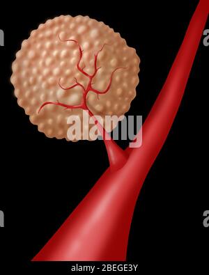 Angiogenese Stockfoto