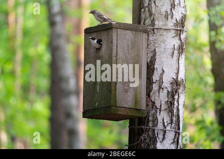 Vögel sitzt auf dem Vogelhaus im Park Stockfoto