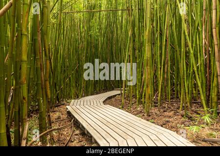 Promenade durch den Bambuswald des Pipiwai Trail, Maui, Hawaii Stockfoto