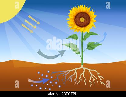 Photosynthese Stockfoto