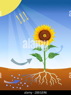 Photosynthese Stockfoto
