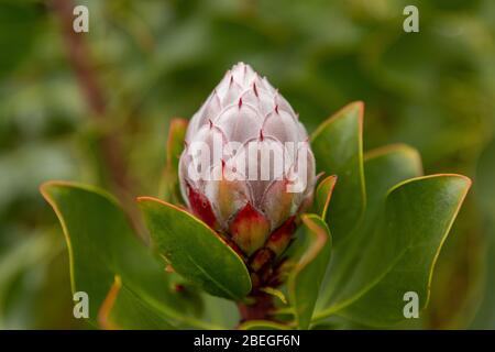 Tropische Blütenknospe aus nächster Nähe Stockfoto