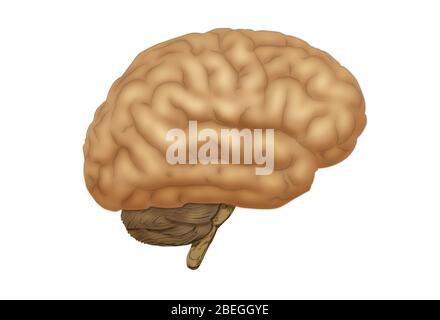Menschliche Gehirn Stockfoto