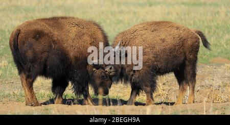 Junge amerikanische Bisonkälber, die im Frühjahr auf der Prärie spielen Stockfoto