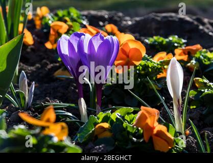 Frühlingsblumen Mit Bunten Blüten Im Park Stockfoto