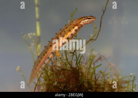 Glatter Newt - Lissotriton vulgaris oder Triturus vulgaris unter Wasser in der kleinen Lagune gefangen, kleine Amphibientiere im Wasser. Stockfoto