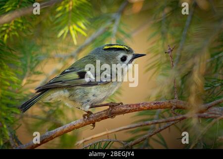 - Goldcrest Regulus Regulus sitzen auf dem Zweig der Fichte sehr klein aus der kinglet Familie. Seine bunten Golden Crest Federn Stockfoto