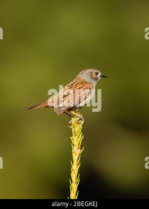 Dunnock - Prunella modularis ist ein kleiner, grauer oder blauer Vogel, der in Europa und dem asiatischen Russland gefunden wird und in Neuseeland, auch calle, eingeführt wird Stockfoto