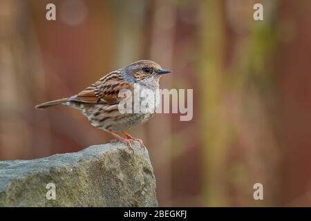 Dunnock - Prunella modularis ist ein kleiner, grauer oder blauer Vogel, der in Europa und dem asiatischen Russland gefunden wird und in Neuseeland, auch calle, eingeführt wird Stockfoto