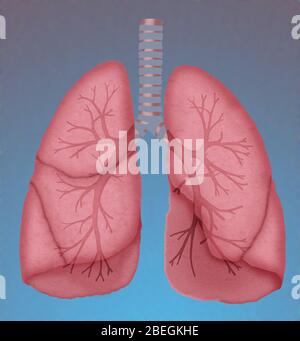 Normale Lungen Stockfoto