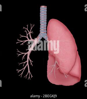 Normale Lungen- und Bronchien Stockfoto