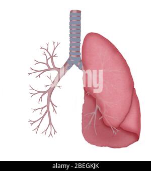 Normale Lungen- und Bronchien Stockfoto