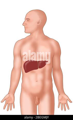 Anatomische Position der Leber Stockfoto