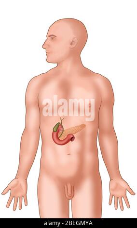 Anatomische Position des Gallenensystems Stockfoto