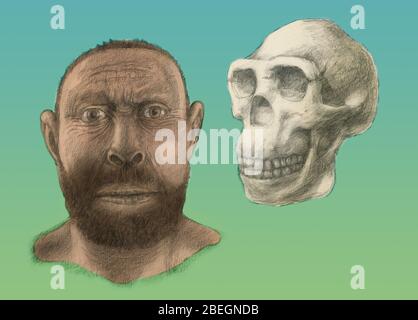 Homo erectus Gesichtsrekonstruktion Stockfoto