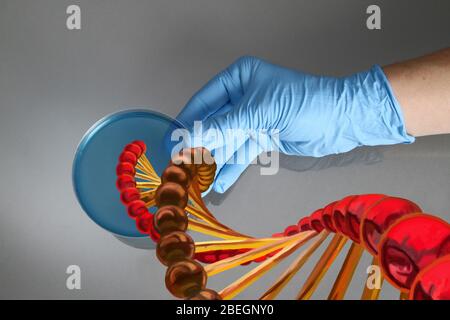 Genetische Forschung Stockfoto