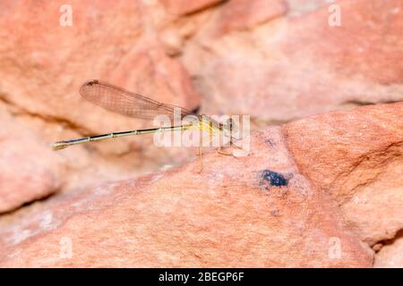 Teneral Orange und Green Dancer Damselfly (Argia) thront auf Red Rocks im Osten Colorados Stockfoto