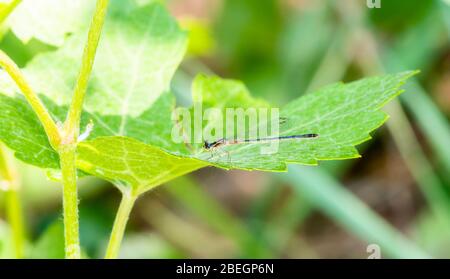 Eine zarte Ostgabelze (Ischnura verticalis) Damsebfly auf einem Blatt im Osten Colorados Stockfoto