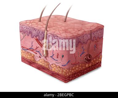Schichten der Haut Stockfoto