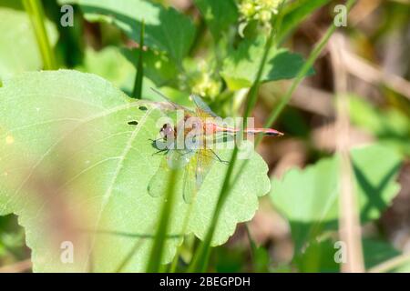 Ruby Meadowhawk Dragonfly (Sympetrum rubicundulum) thront auf einem Blatt im Osten Colorados Stockfoto
