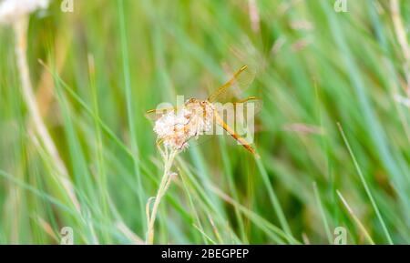 Saffrangeflügelter Meadowhawk Dragonfly (Sympetrum costiferum) thront auf getrockneter Vegetation im Osten Colorados Stockfoto