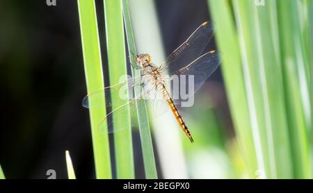 Wandergleiter Libelle (Pantala flavescens) auf grünen Pflanzenstielen im Osten Colorados Stockfoto