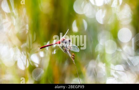 Leuchtend rot Weiß-Gesicht Meadowhawk Dragonfly (Sympetrum obtrusum) auf Vegetation in Nord-Colorado mit schönen Bokeh Hintergrund thront Stockfoto