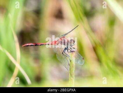 Leuchtend rot Weisse Meadowhawk Dragonfly (Sympetrum obtrusum) thront auf Vegetation im Norden Colorados Stockfoto