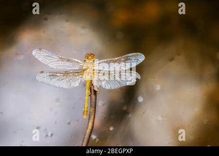 Leuchtend rot Weißgesichtige Meadowhawk Dragonfly (Sympetrum obtrusum) thront auf Vegetation über Wasser in Nord-Colorado Stockfoto