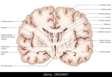 Gehirn, Koronaler Abschnitt Stockfoto