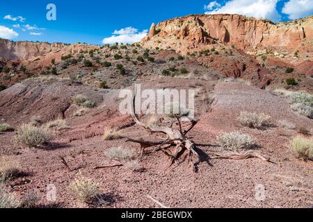 Wüstenlandschaft mit einem verdrehten toten Baumstamm unter einem bunten mesa mit hohen Klippen und Felsformationen im Norden von New Mexico