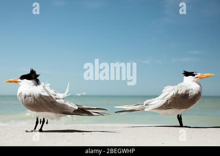 Zwei königliche Seeschwalben stehen sich auf einem windigen strand in florida gegenüber Stockfoto